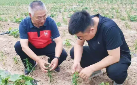 乡合：技术赋能套种难题，精准服务赢得信赖